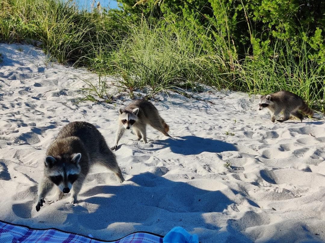 Bill Baggs Cape Florida State Park photo 2