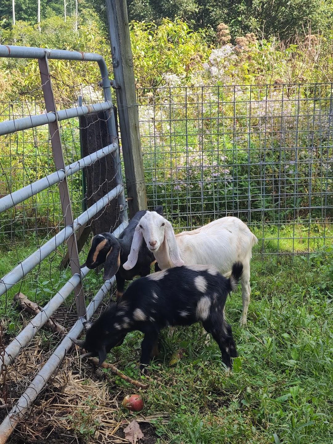 Boston Hill Farm photo 6