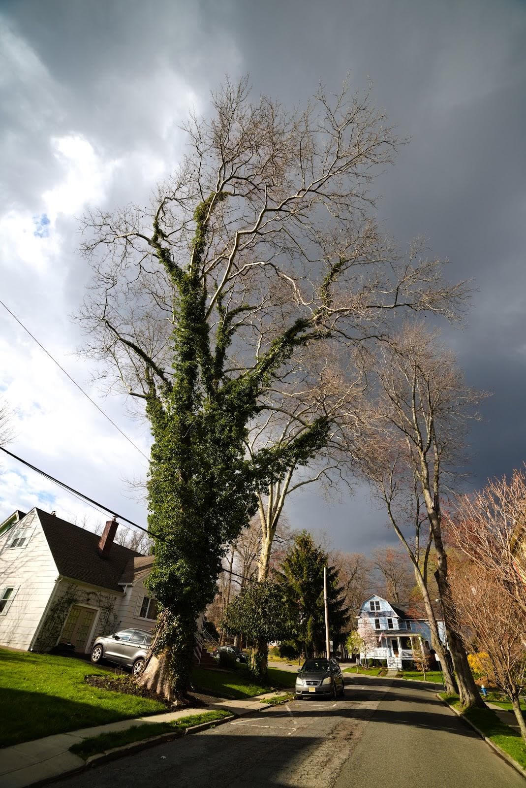 Maplewood photo 4