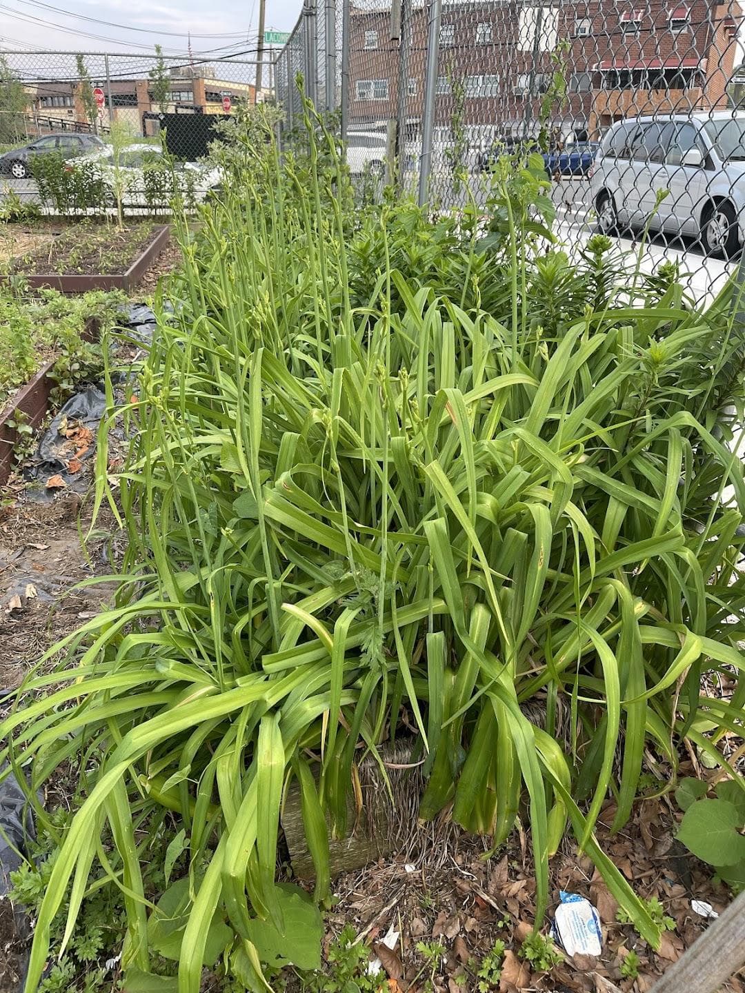 Havemayer Community Garden photo 5