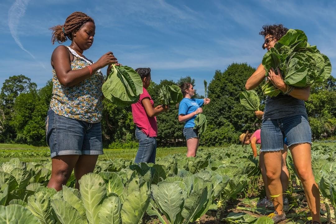 Waltham Fields Community Farm (Community Farms Outreach) photo 5