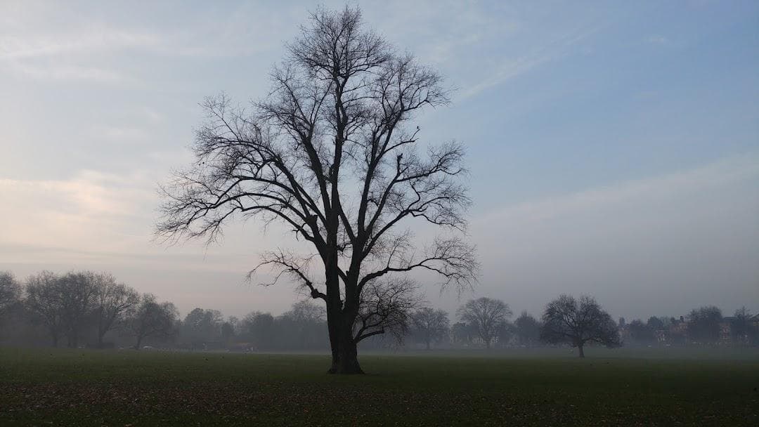 Peckham Rye Park & Common photo 4