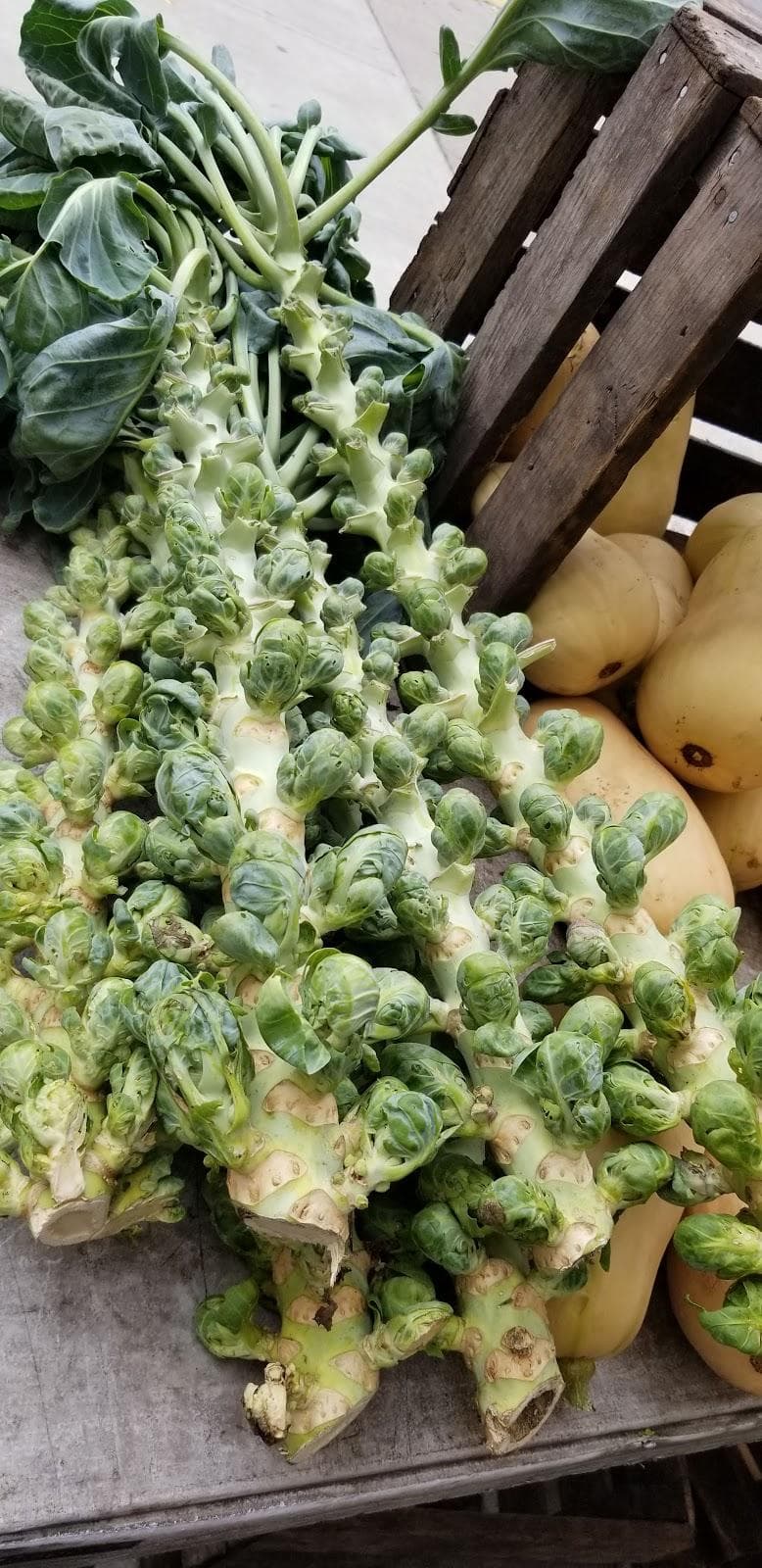 Boro Park Greenmarket photo 1
