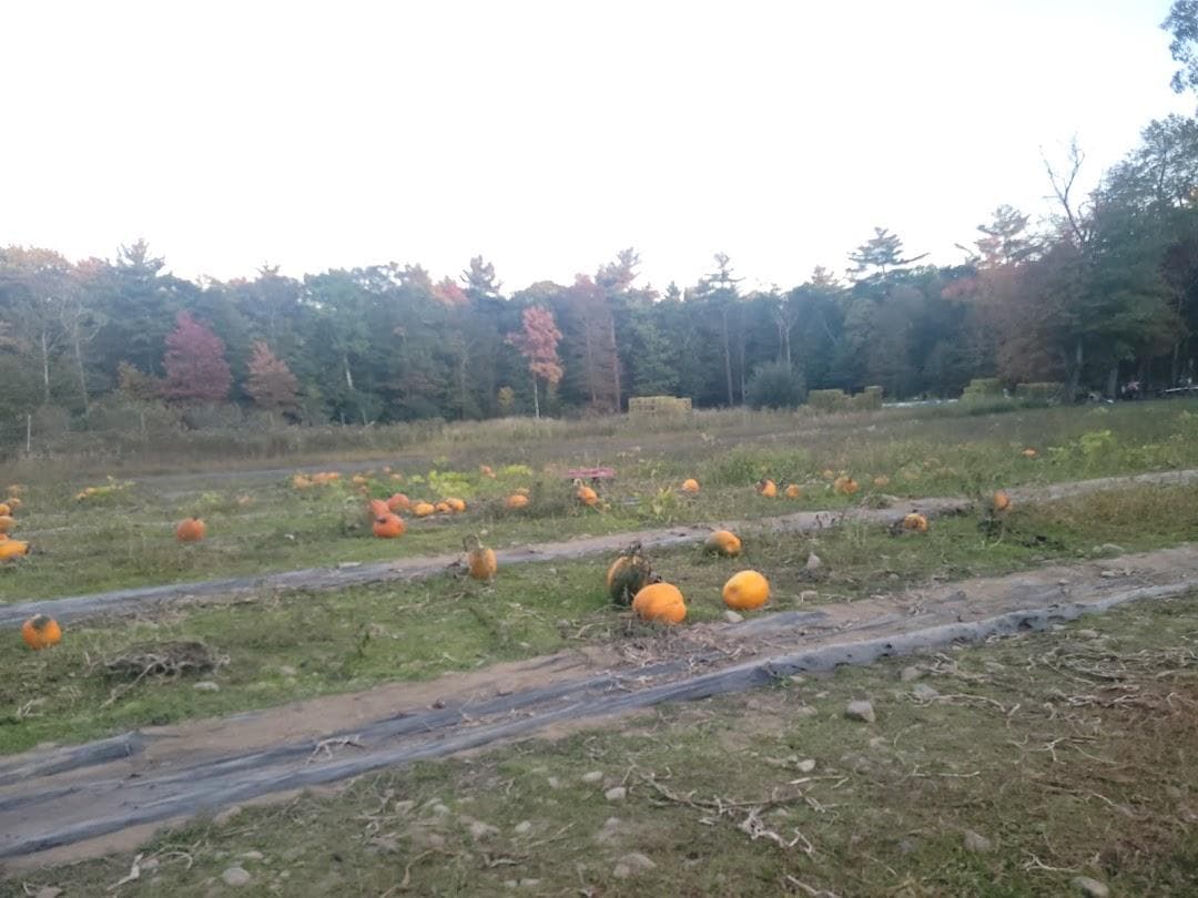 Nihtila Farm photo 4