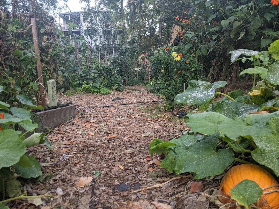 Thornton Street Urban Farm & Community Gardens photo 1