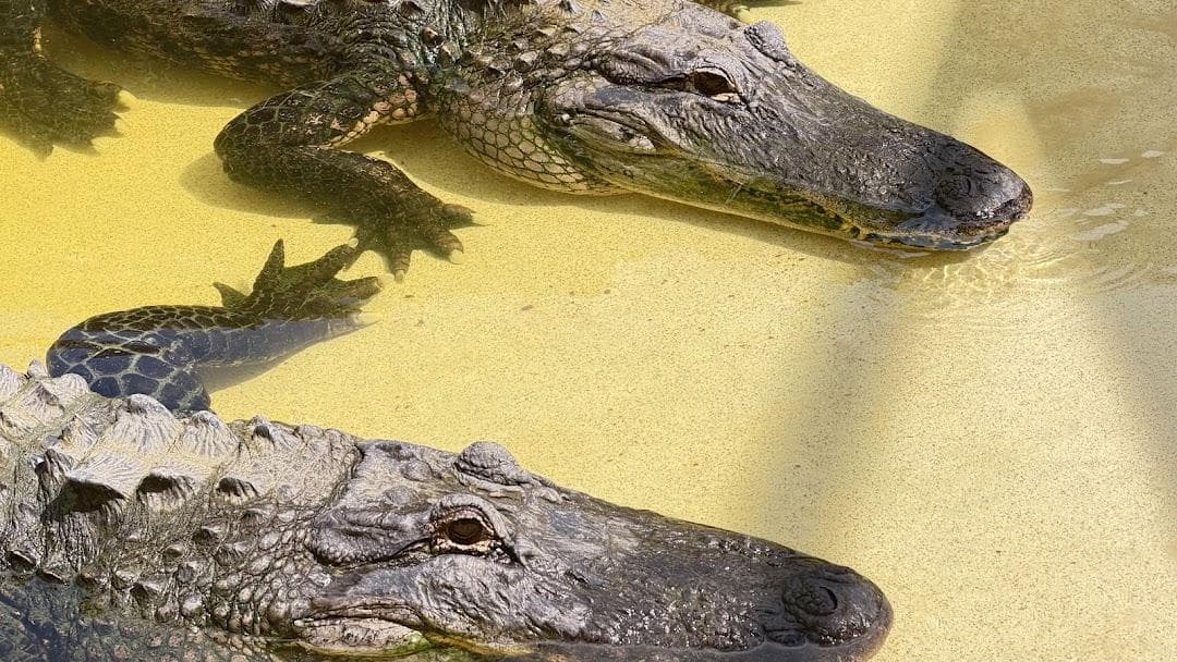 Everglades Holiday Park Airboat Tours and Rides photo 6