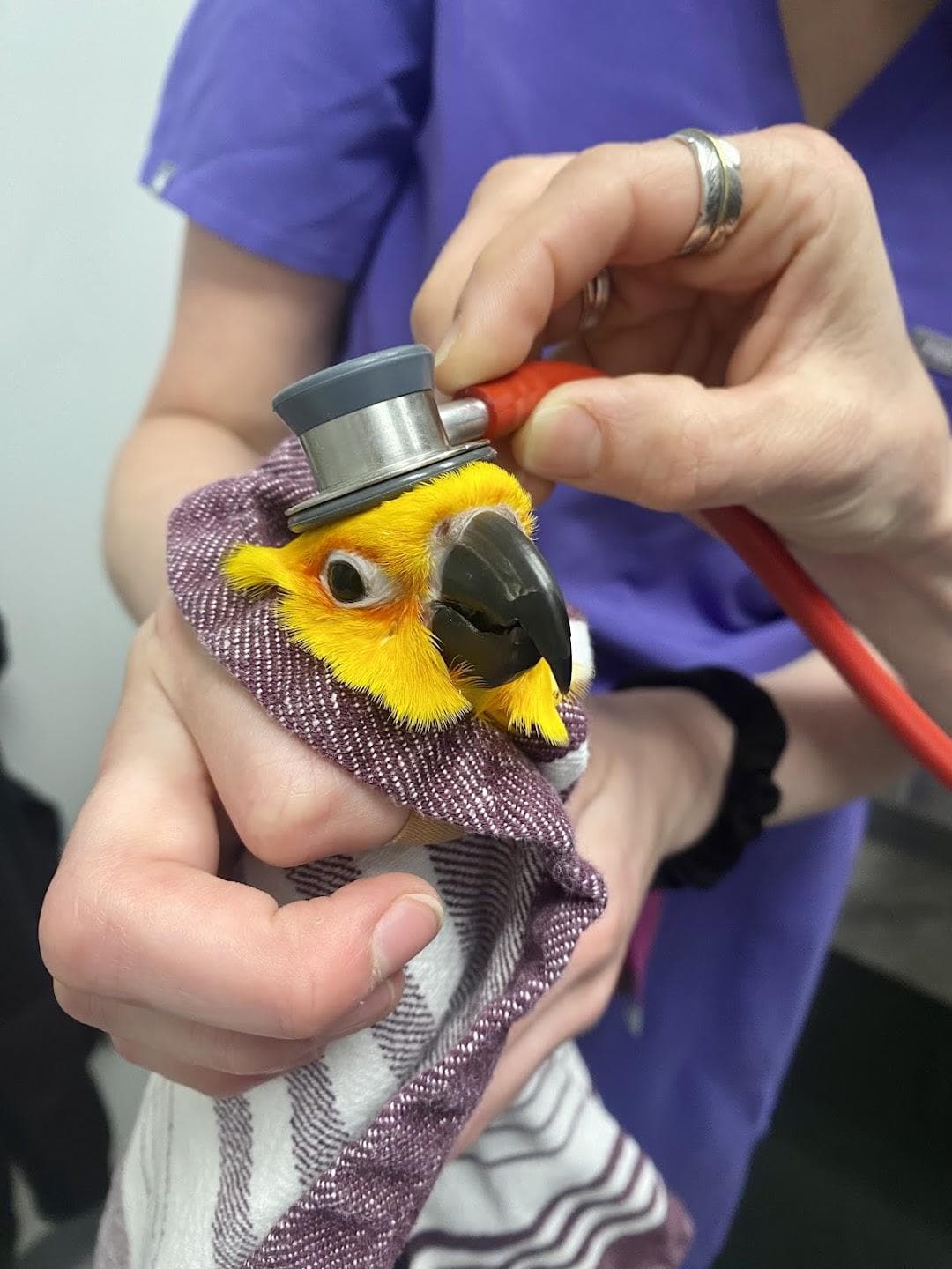 Avian & Exotic Philly Vet Medical Surgical Clinic photo 1