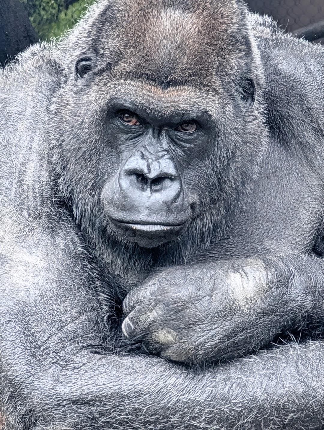 Franklin Park Zoo photo 6