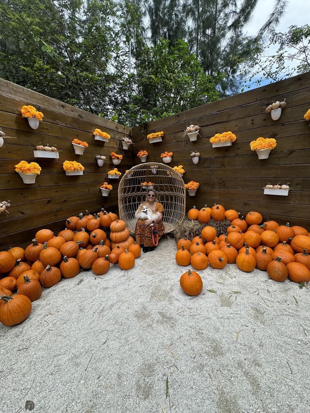 Pinto's Farm photo 1