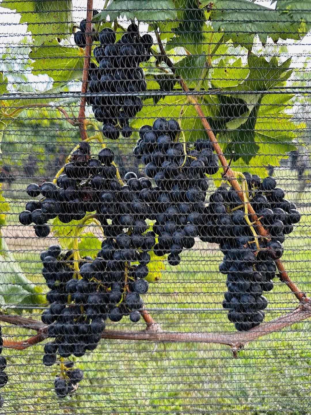 The Federal Twist Vineyard photo 4