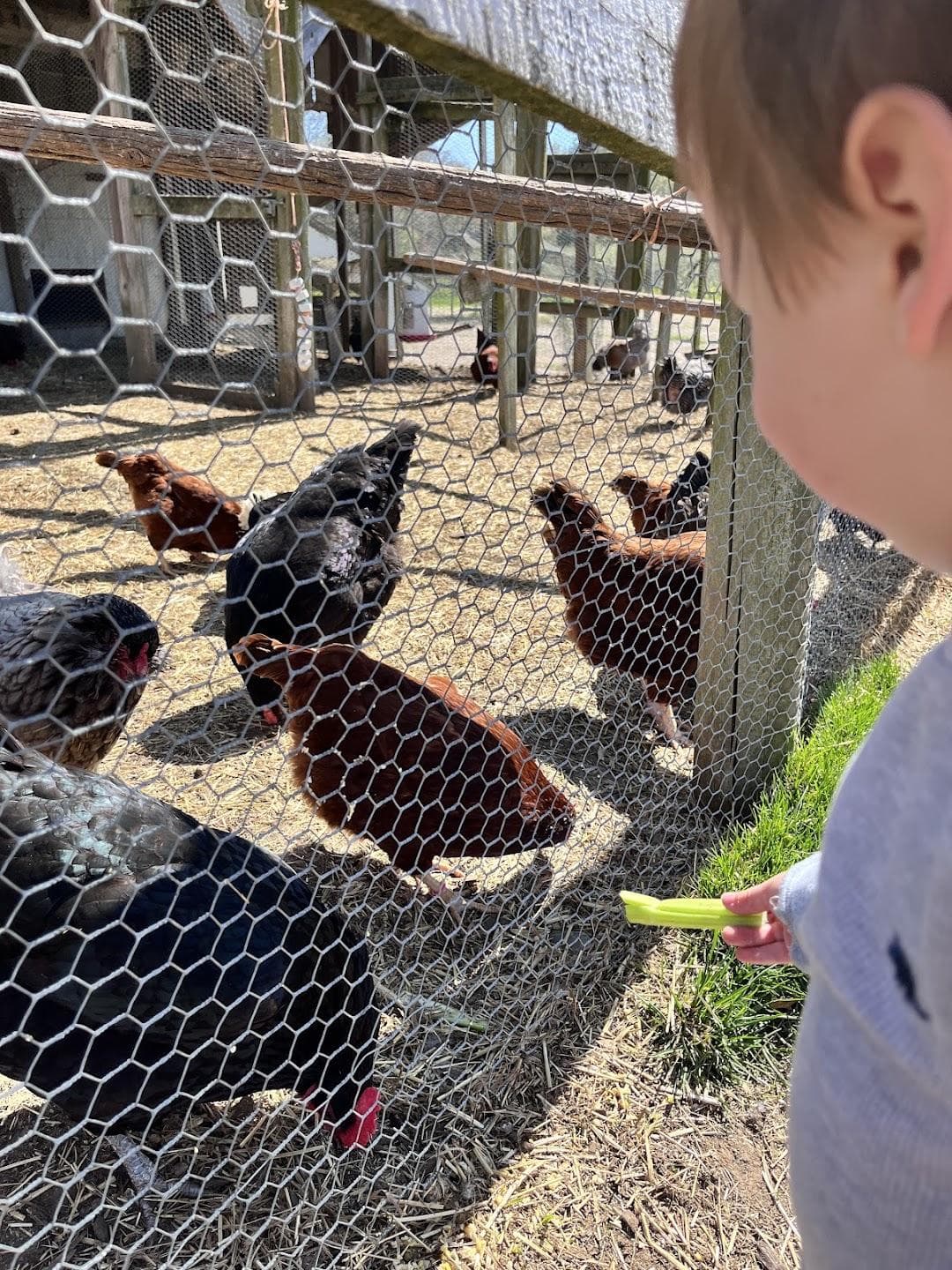 Brooksby Farm photo 3