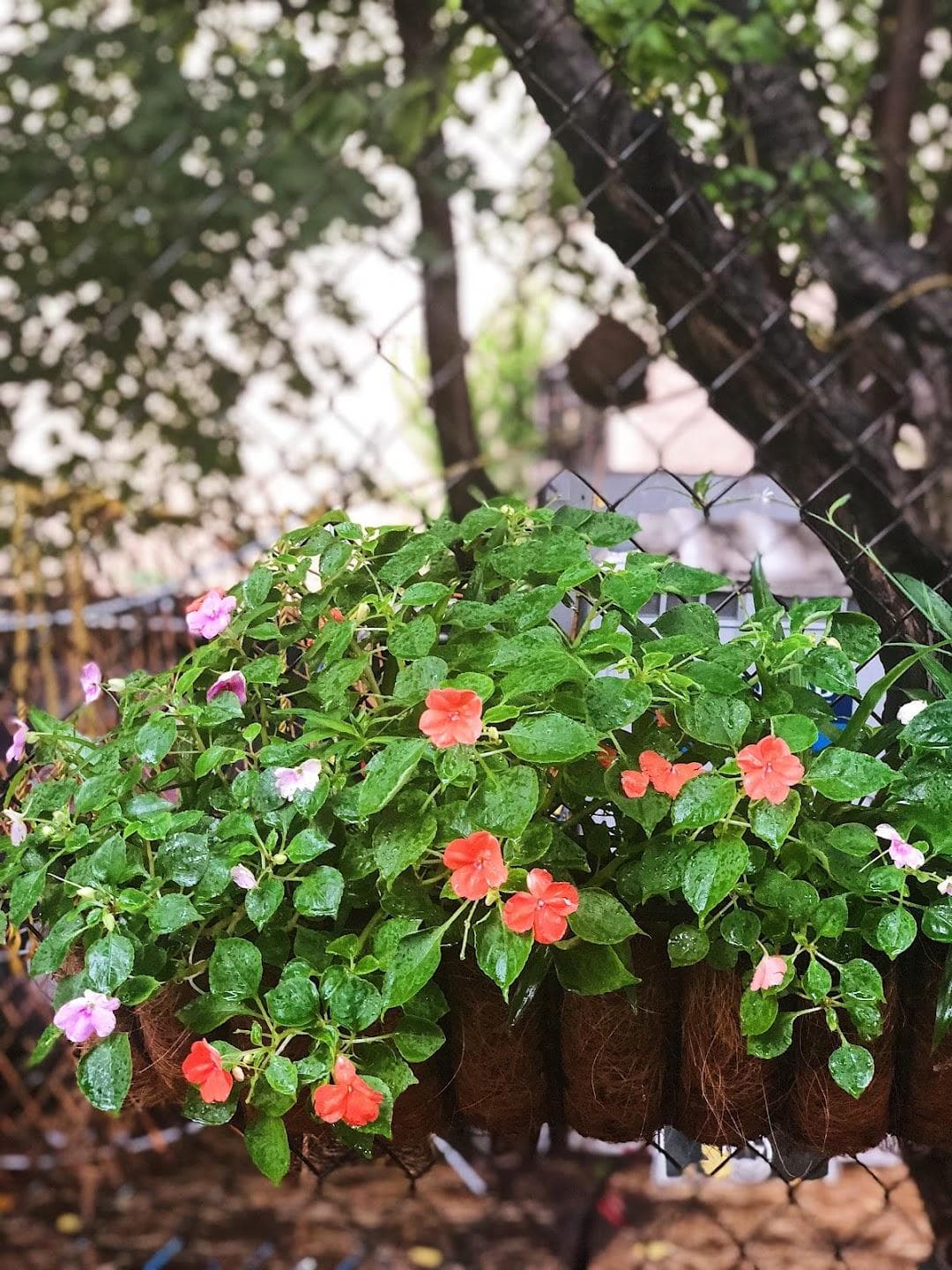 Children's Magical Garden photo 5