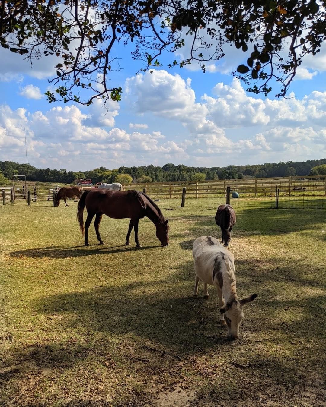 Hodges Family Farm & Pumpkin Patch - main location photo 5