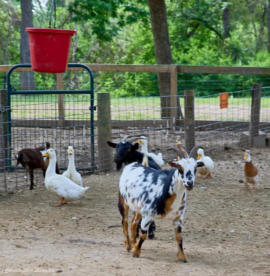 Sweet Eats Adventure Farm & Petting Zoo photo 4