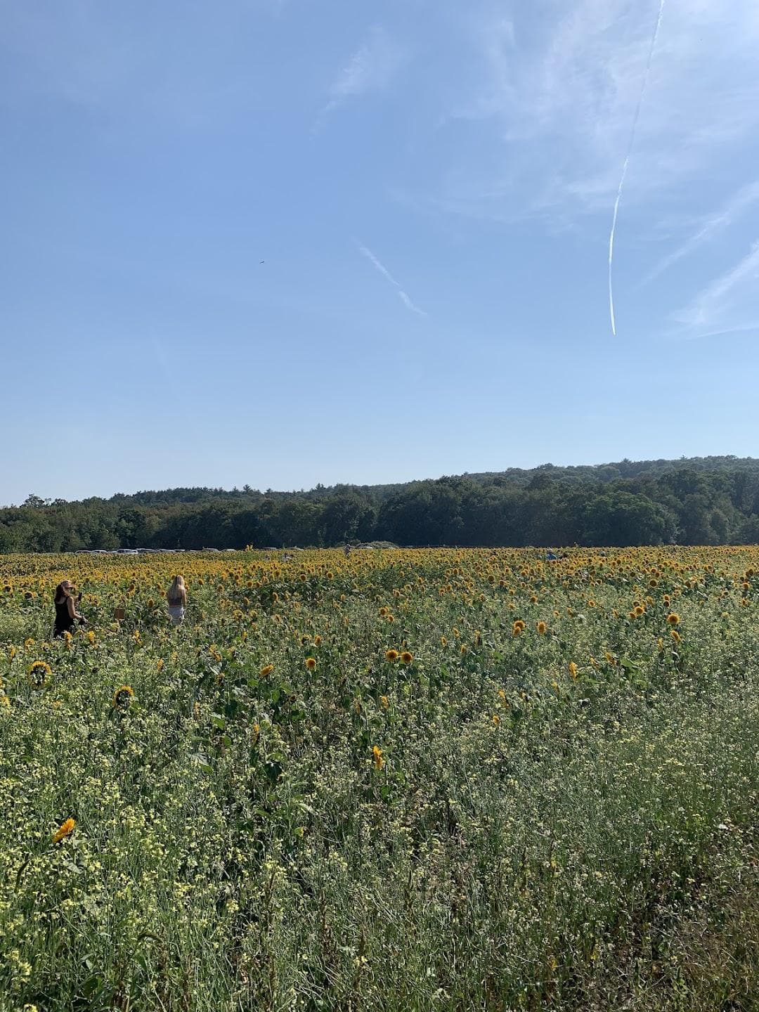 School Street Sunflowers photo 1