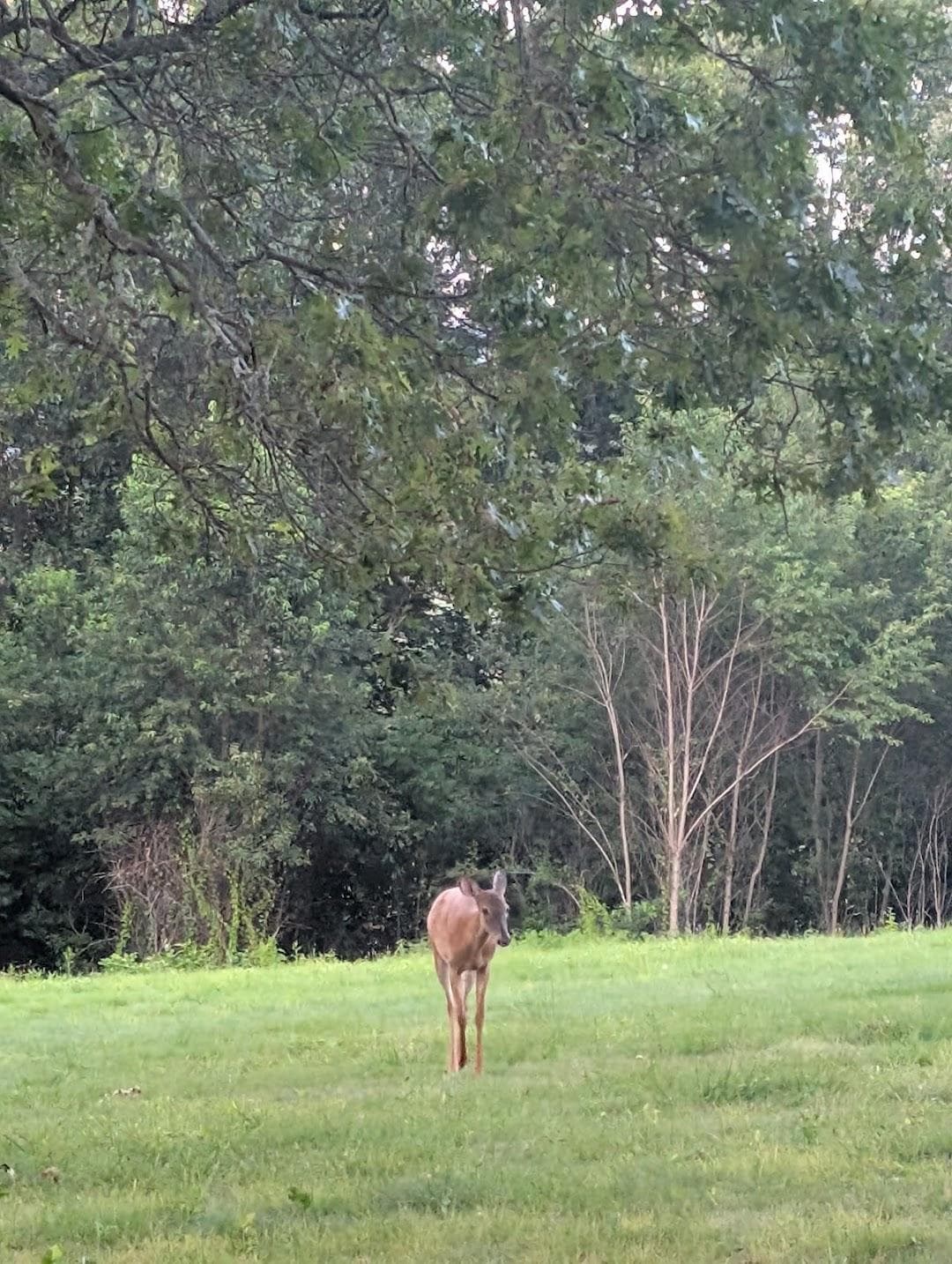 Governor Hutchinson's Field photo 1