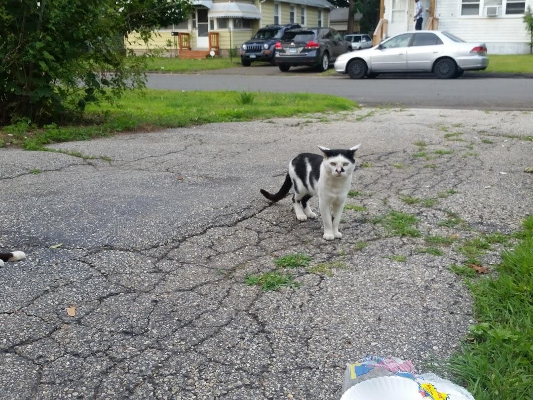 Greater New Haven Cat Project photo 2