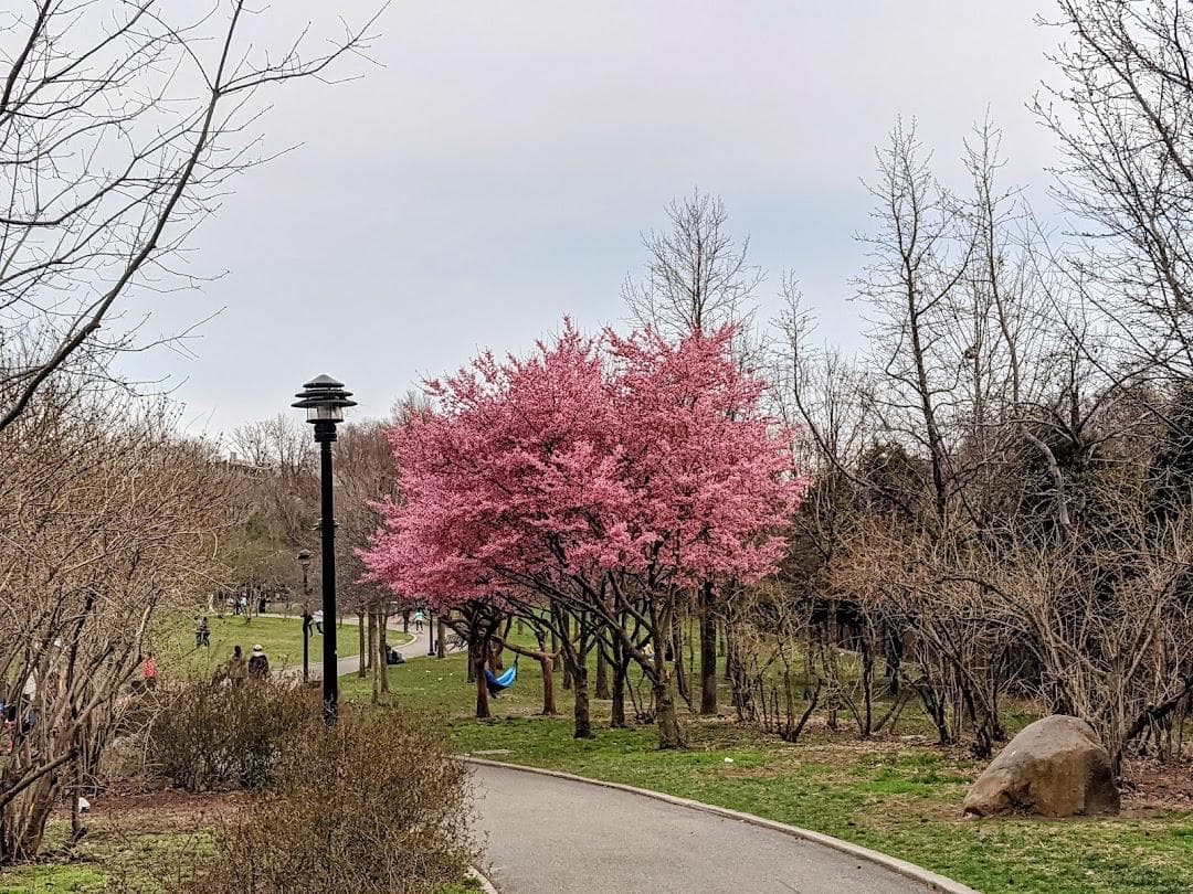 Elmhurst Park photo 4