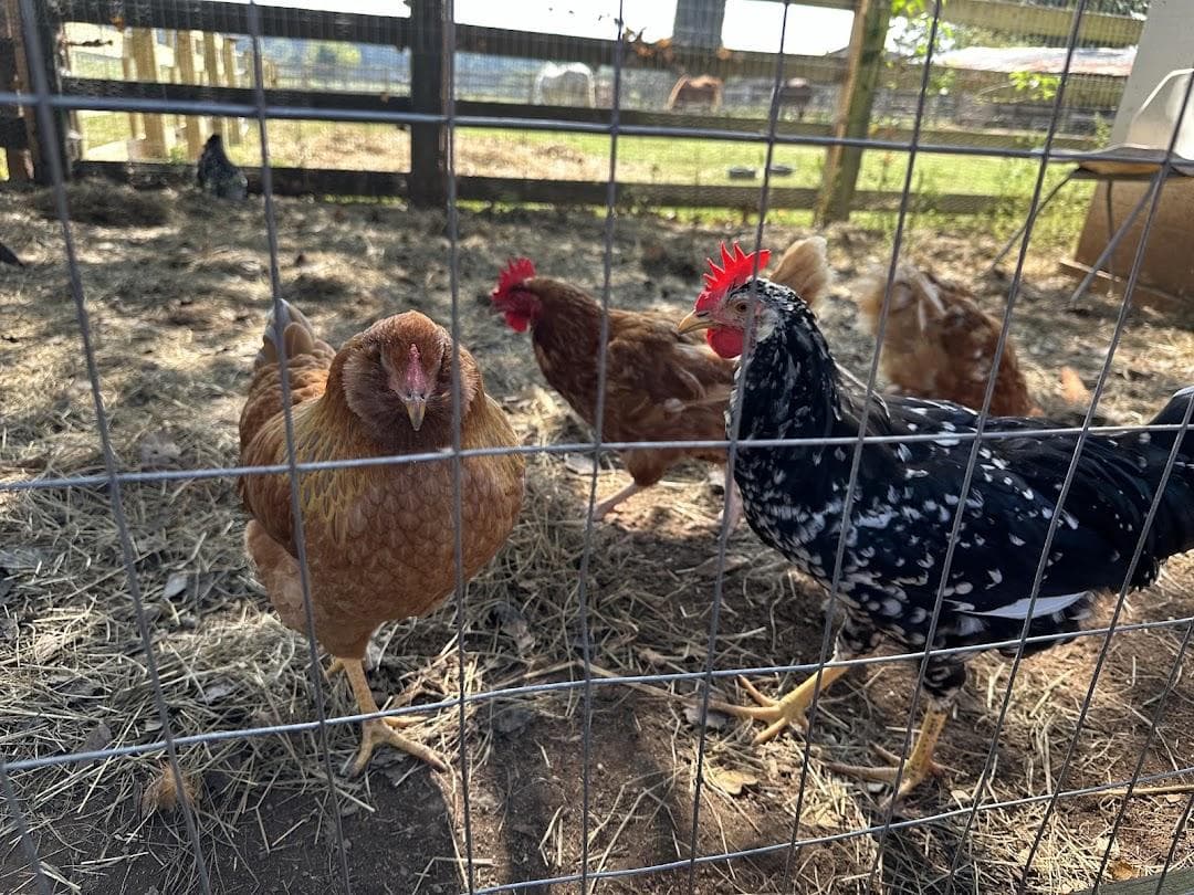 Hodges Family Farm & Pumpkin Patch - main location photo 1