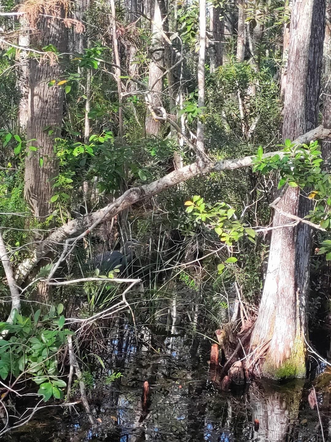 Grassy Waters Preserve photo 6