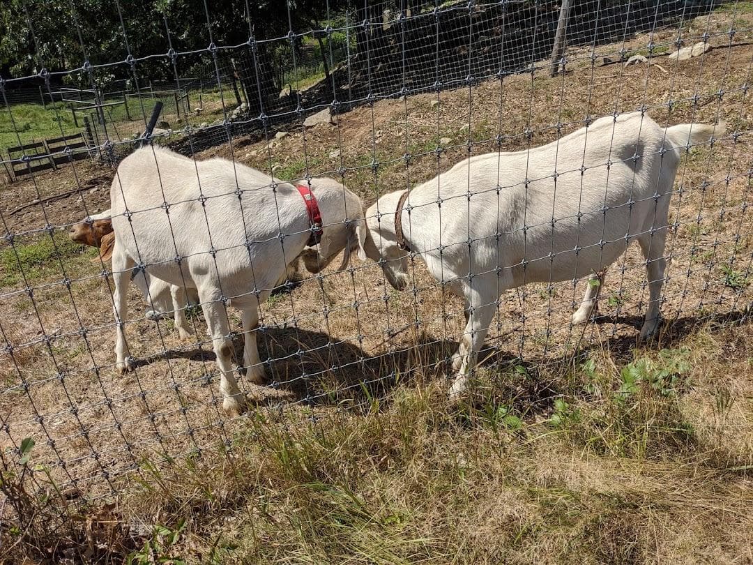 Wright-Locke Farm photo 2
