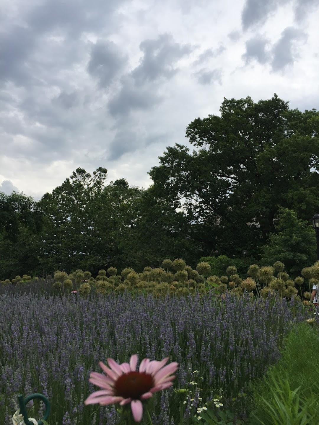 Water's Edge Garden photo 5