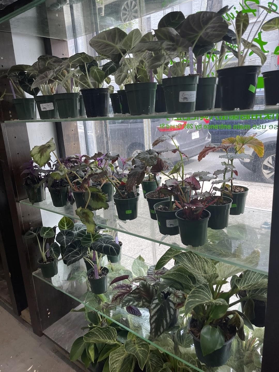Dahing Plants & Landscaping photo 3