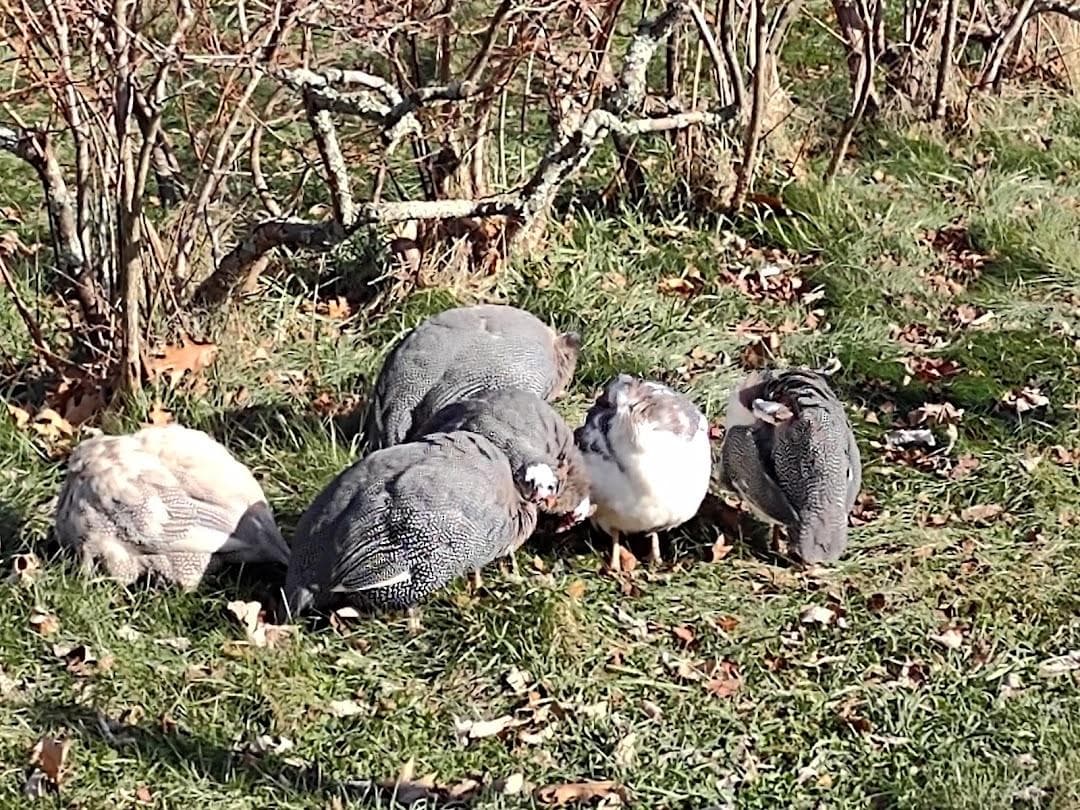 Douglas Orchard & Farm photo 1