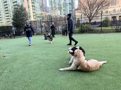 Newport Dog Park