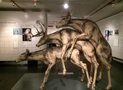 Museum of Sex photo 3