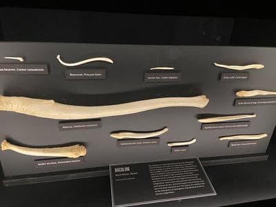 Museum of Sex photo 5