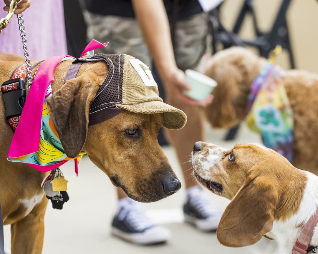 Howl-O-Ween Paws Patio