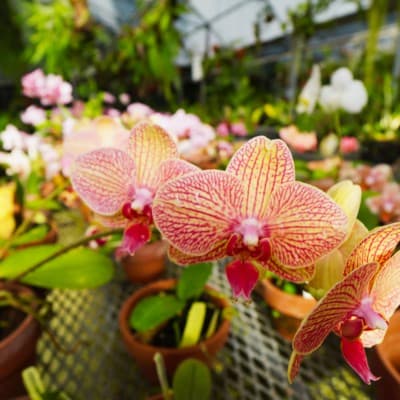 Vizcaya’s Rare Orchids: A Behind the Scenes Guided Tour