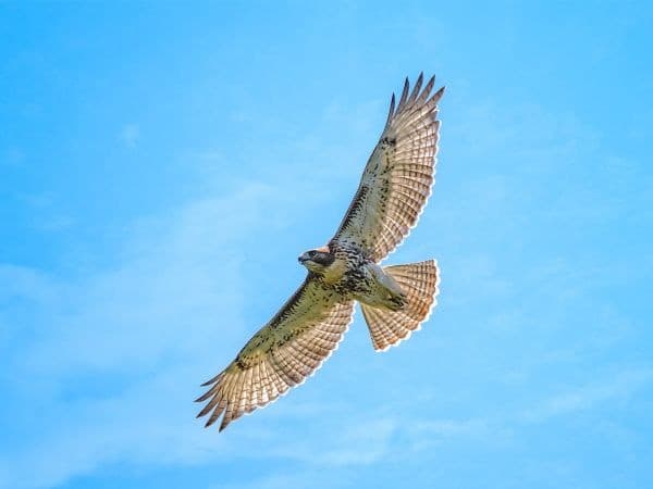 Dinosaurs in Action: Green-Wood’s Birds of Prey