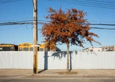 New Dendrology at the Arsenal Gallery