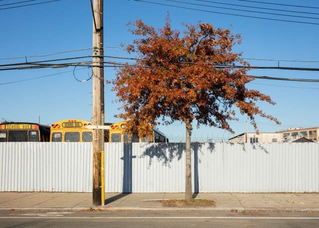 New Dendrology at the Arsenal Gallery