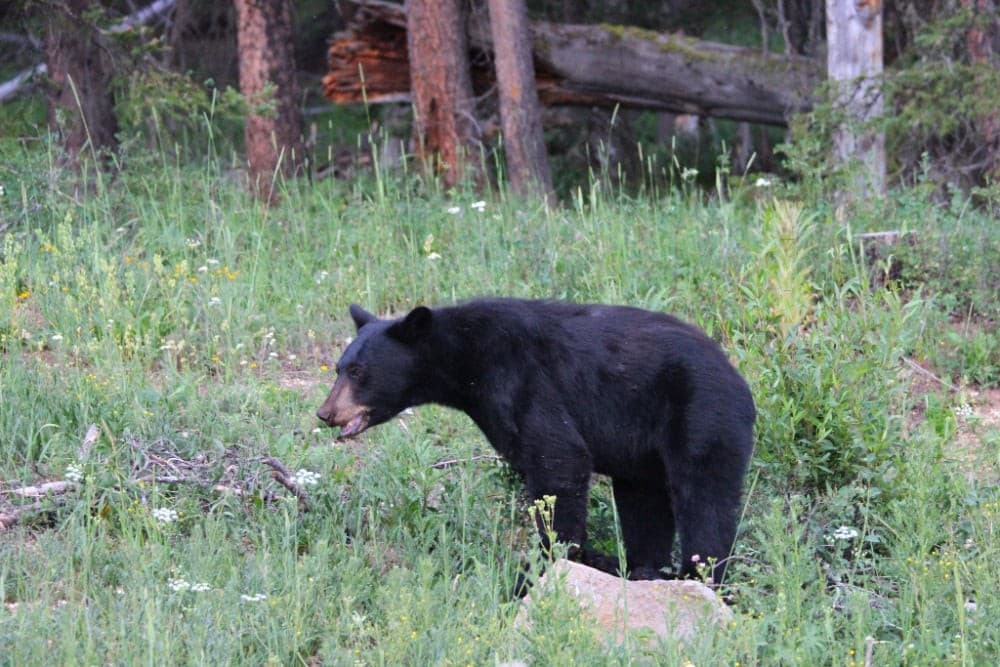 Into the Wild Travel Program: Yellowstone, Grand Teton and Glacier National Parks