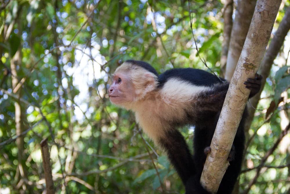 Into the Wild Travel Program: Costa Rica