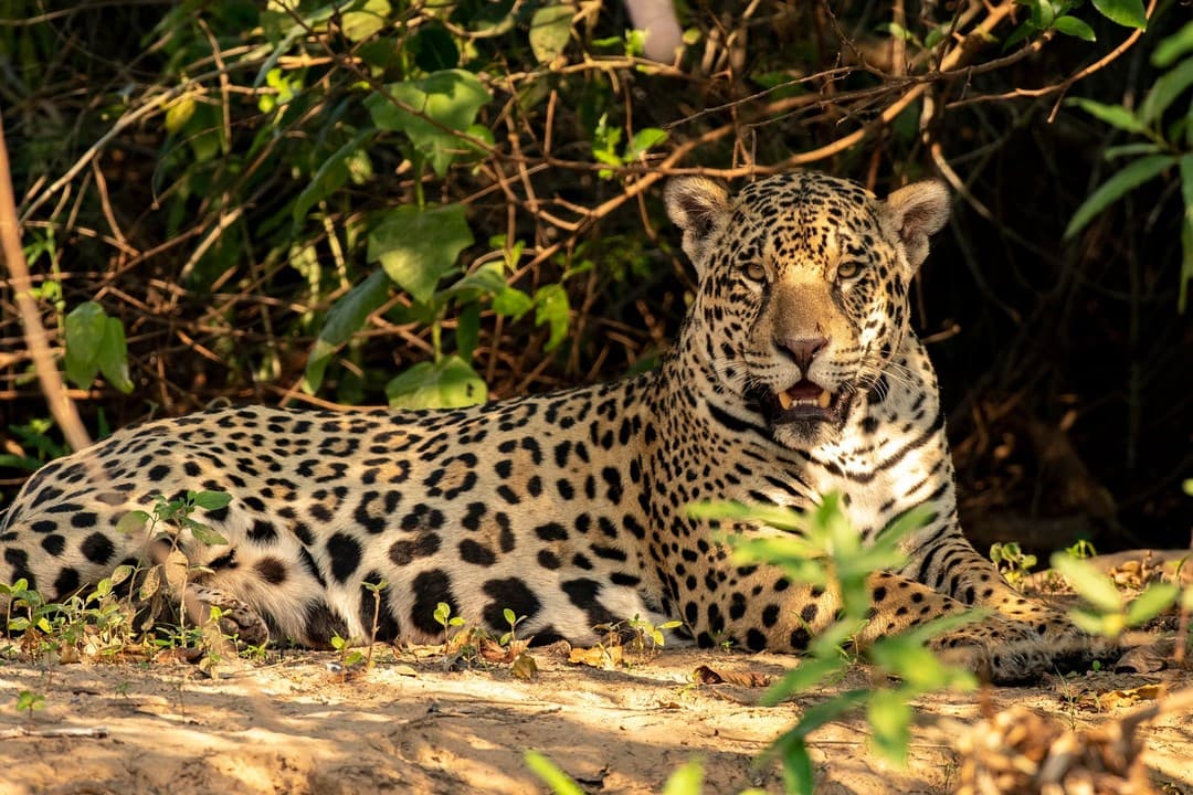 Into the Wild Travel Program: Brazil & Pantanal