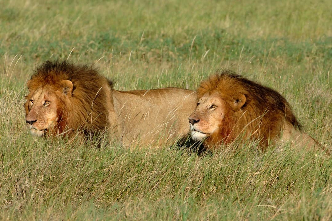 Into the Wild Travel Program