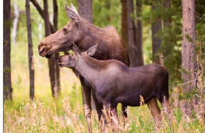 Into the Wild Travel Program