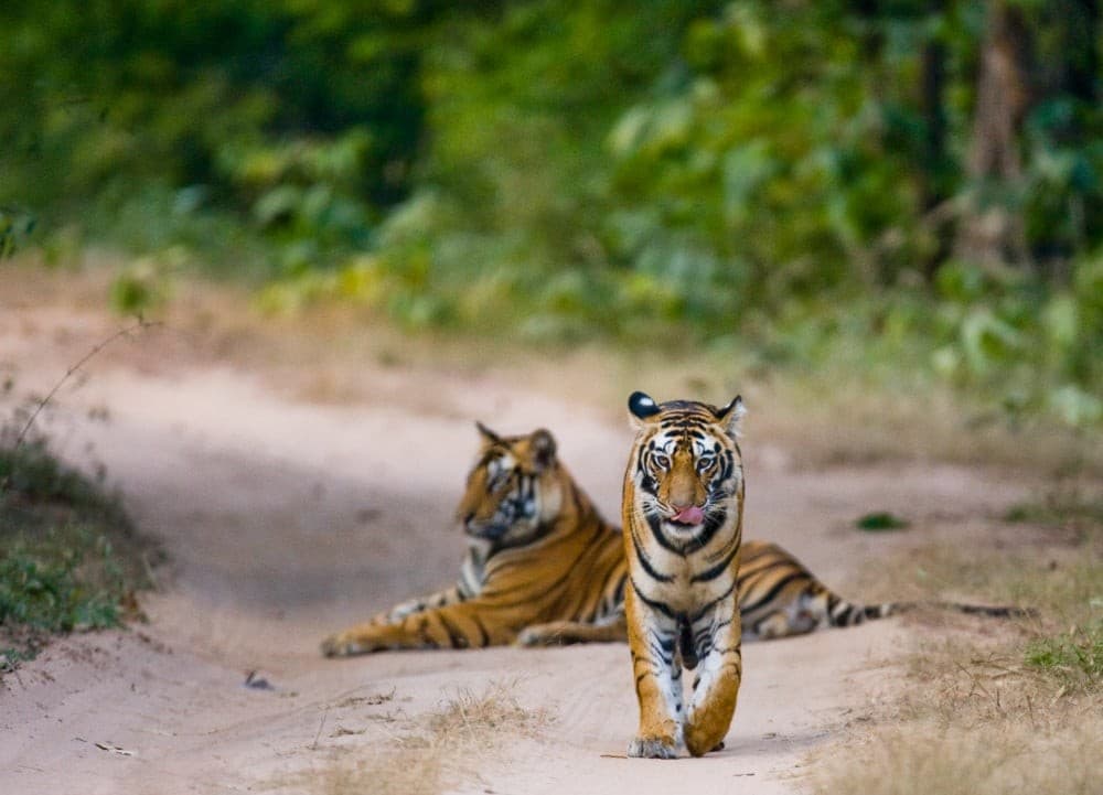 Into the Wild Travel Program: India